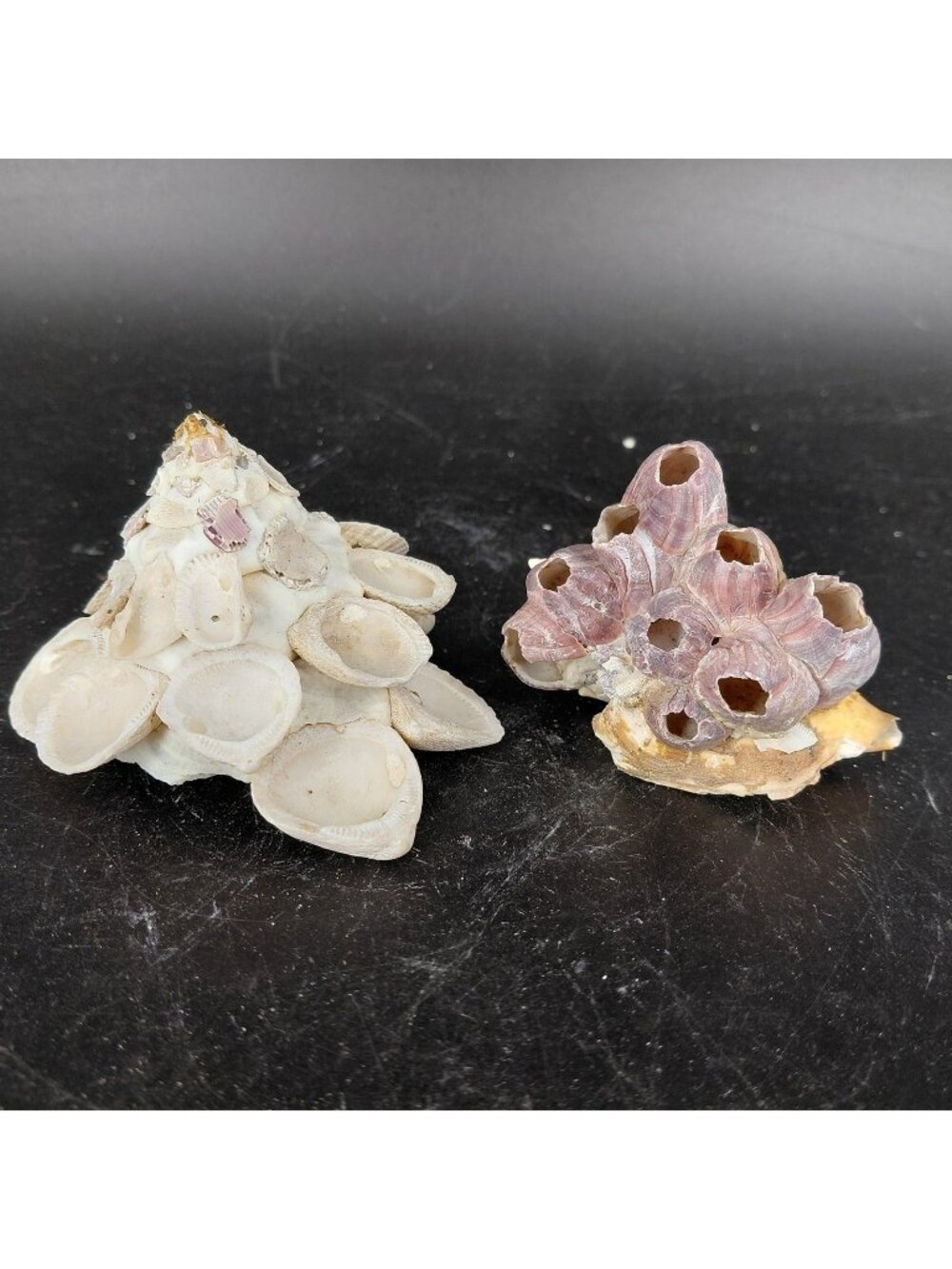 Seashell Barnacle Cluster Decorative Balls Set 2 Nautical Multicolor Beach Decor - Picture 1 of 16